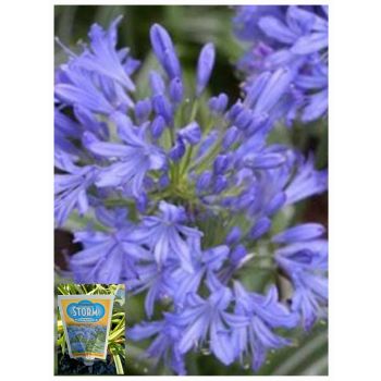 Agapanthus 'Thunderstorm' Variegated 17cm