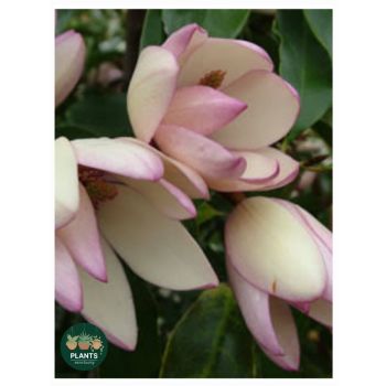 MAGNOLIA 'Michelia Lady of the Night' 5ltp