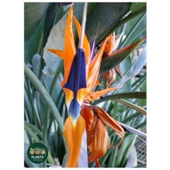Strelitzia reginae 'Bird of Paradise' Orange 17cm pot