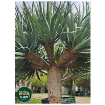 Dracaena Draco Dragon Tree ( POT SIZE: 14L pot - large plant)