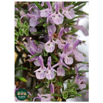 ROSEMARY Portuguese Pink 14cm