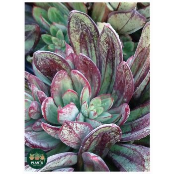 ECHEVERIA Painted Lady 14cm