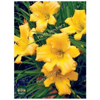 Hemerocallis 'Stella Bella' Day Lily 14cm