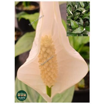 SPATHIPHYLLUM Sweet Benito 'peace lily' 14cm