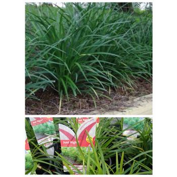 LIRIOPE Just Right PBR 14cm