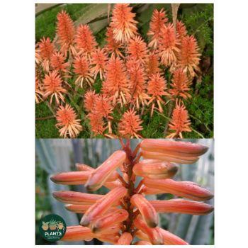 ALOE Apricot 5ltp