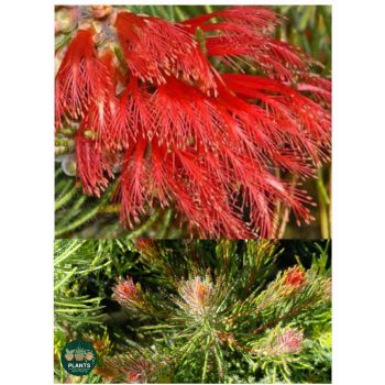 Calothamnus Hirsutus "Hairy Claw Flower" 14cm