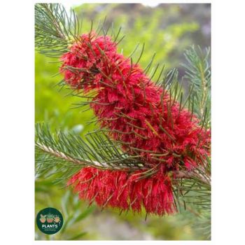 Calothamnus Quadrifidus "One Sided Bottlebrush" 14cm
