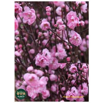 PEACH Prunus 'Pink Royale Dwarf' 30ltp