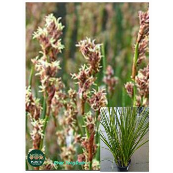 BAUMEA Rubiginosa 'River Twig Rush' 13cm pot