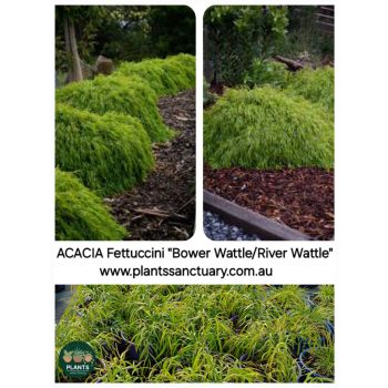ACACIA Fettuccini "Bower/River Wattle 14cm