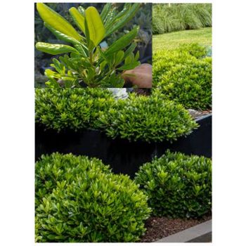 PITTOSPORUM Miss Muffett 14cm pot