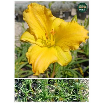 Hemerocallis Stella Bella "Day Lily" 17cm