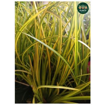 ACORUS Gramineus "Golden Flag" 14cm