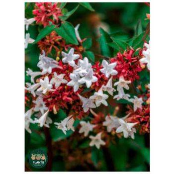 ABELIA Grandiflora 14cm