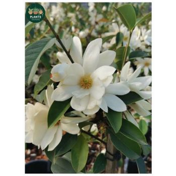 Michelia Fairy magnolia White 5ltp