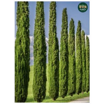 Cupressus Sempervirens Glauca Pencil Pine 5L pot. Height: 95cm tall.