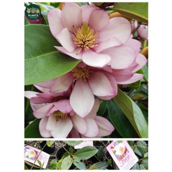 Michelia Fairy Magnolia Blush 5ltp