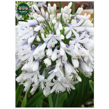 Agapanthus Queen Mum in 5ltp