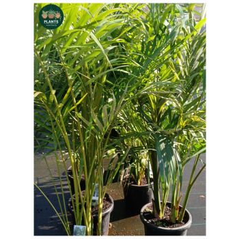 Kentia Palm "Howea Forsteriana" 30cm pot / 1.8m tall