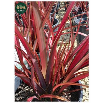 PHORMIUM Blazing Red PBR 5L pot