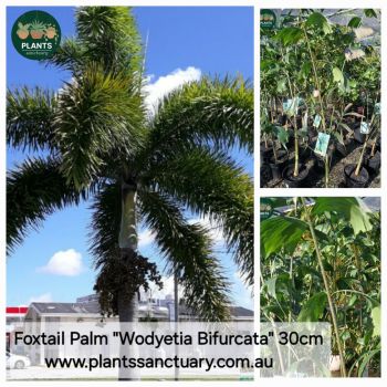 Foxtail Palm "Wodyetia Bifurcata" 1.8m tall in 30cm pot