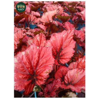 BEGONIA Kotobuki 14cm pot