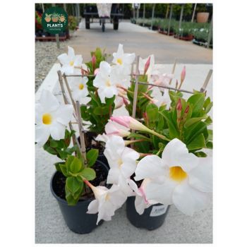 Dipladenia "My Fair Lady" 14cm pot