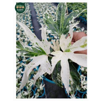 Fatsia Spider Web Variegated 14cm pot
