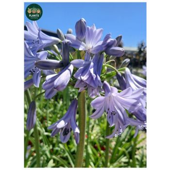 Agapanthus Summer Blue "African Lily " 5L pot
