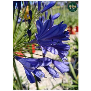Agapanthus Regal Beauty PVR "Lily of the Nile" 5L pot
