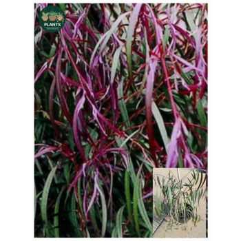 Agonis Flexuosa Burgundy "Weeping Peppermint" 5L pot