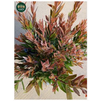 Callistemon Red Rocket "Bottlebrush Bright Red Foliage" 5L pot