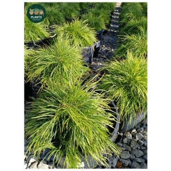 Acacia Cognata Limelight PBR 5L pot