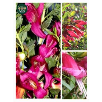 Eremophila Pink Passion 'Emu Bush' 5L pot