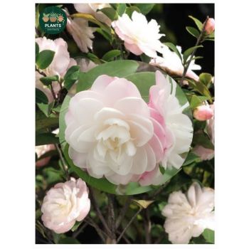 Camellia Cinnamon Cindy 14cm pot