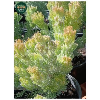 Adenanthos Silver Streak "Woolly Bush" Australian Native in 14cm