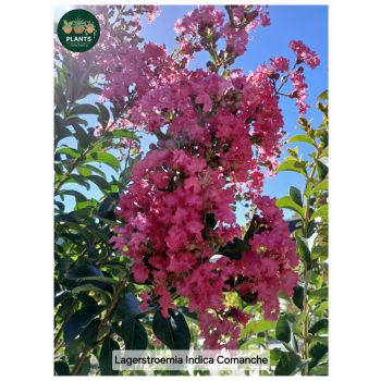Lagerstroemia Indica Comanche "Crepe Myrtle" 30L / 2m high
