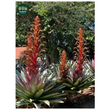 Alcantarea Silver Plum "Giant Bromelaid" 5L pot