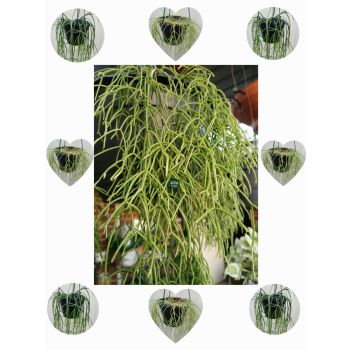 Rhipsalis Baccifera "Fine Leaf" - Spaghetti Cactus 14cm HB
