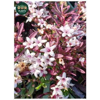 Myoporum Parvifolium Purpurea 14cm pot - Groundcover