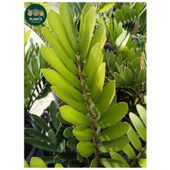 Zamia Furfuracea 'Cardboard Plant' 30cm pot