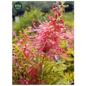 Grevillea Raspberry Dream 5L pot