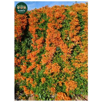 PYROSTEGIA IGNEA Orange Trumpet Vine 5L pot
