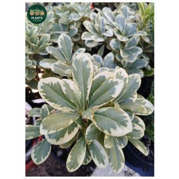 Pittosporum Miss Muffett Variegated 14cm pot