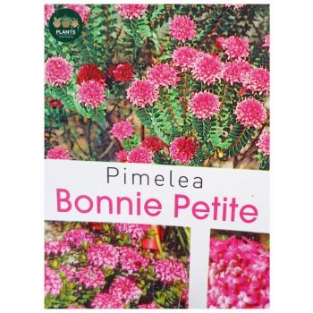 Pimelea Bonnie Pitite 14cm pot