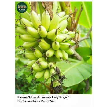 Banana 'musa acuminata' Lady Finger in 17cm cm pot
