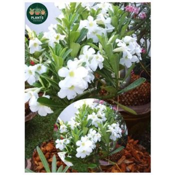 Adenium Obesum White 'Desert Rose' 14cm pot