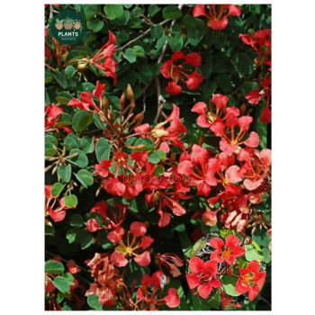 Bauhinia Galpinii "Pride of De Kaap" 17cm pot