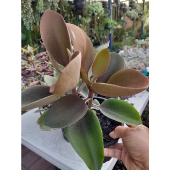 KALANCHOE Copper Spoons 14cm pot, Height: 25cm